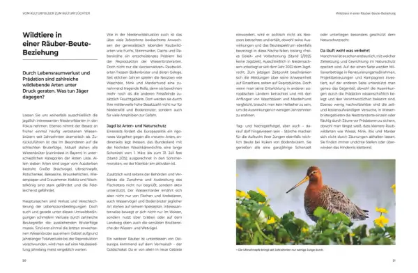 Ein Vogel mit langem Schnabel und braunem Gefieder sitzt im Gras. Er ist ein Beispiel für Niederwild, das durch Prädatoren bedroht ist.