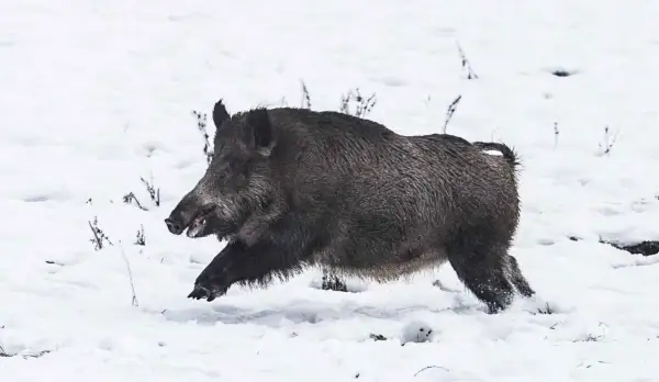 Ein Wildschwein rennt durch den Schnee. Es ist ein beeindruckender Anblick, dieser haltepunkt wildschwein in der winterlichen Landschaft.