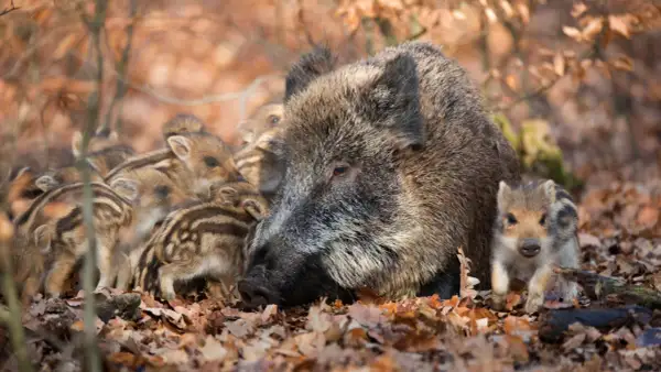 Eine Wildschwein-Mutter schützt ihre gestreiften Frischlinge im Laub.