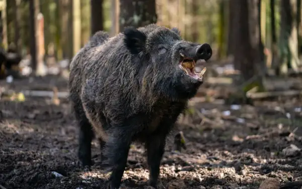 Ein Keiler, ein wildes Schwein, steht im Wald und zeigt seine beeindruckenden Hauer.