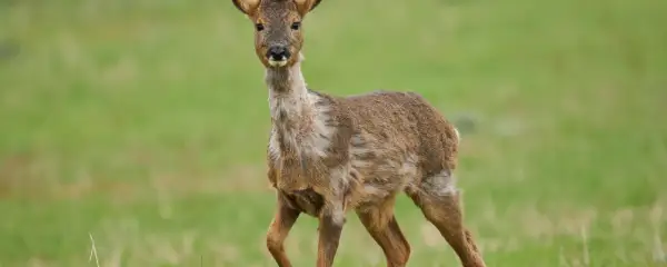 Rehwild im Fellwechsel, das Fell wirkt struppig und ungleichmäßig.