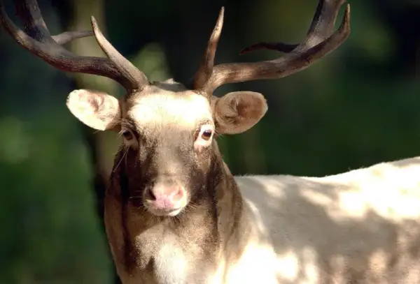 Ein Damhirsch mit prächtigem Geweih blickt in die Kamera. Die Jagdzeit in Niedersachsen beginnt.