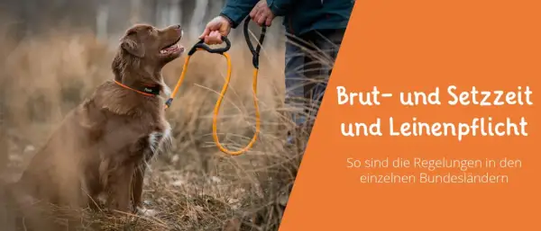 Brauner Hund mit Leine wartet auf seinen Besitzer. Informationen zu Brut- und Setzzeit sowie Leinenpflicht in den Bundesländern.