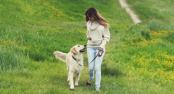 Frau mit Golden Retriever auf einer Wiese mit gelben Blumen. Die **Brut und Setzzeit Sachsen** ist eine gute Zeit für Spaziergänge in der Natur.