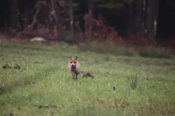 Ein neugieriger Fuchs nähert sich vorsichtig über eine grüne Wiese. Ein Versuch, den Fuchs anzulocken, könnte hier gelingen.