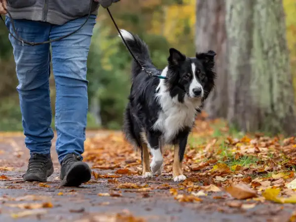 Ein Border Collie läuft an der Leine durch Laub. Beachten Sie die Leinenpflicht zur Brut- und Setzzeit in Schleswig-Holstein.