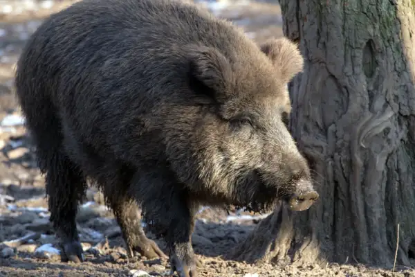 Ein Wildschwein wühlt im Matsch neben einem Baum. Vielleicht sucht es nach Wurzeln, die es nach einem **Pachtvertrag Erbfall** für den Winter bunkern kann.
